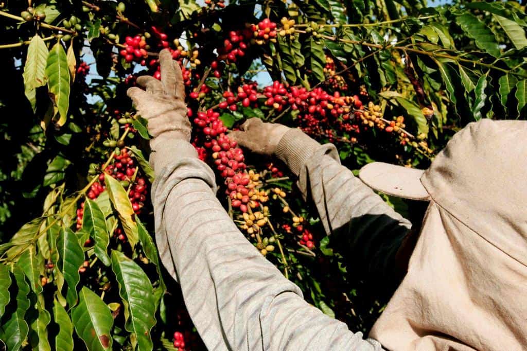 small crop coffee harvest