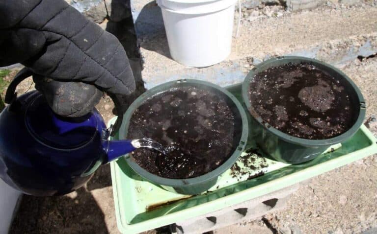 Does Boiling Water Harm Your Garden Soil? Unveiling the Truth