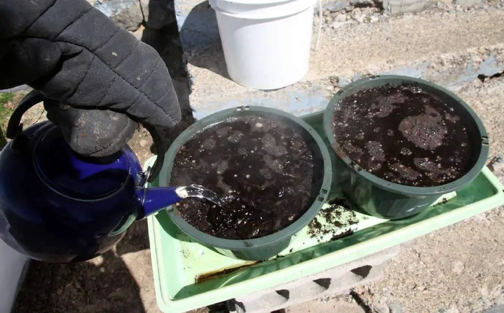 boiling soil sterilization