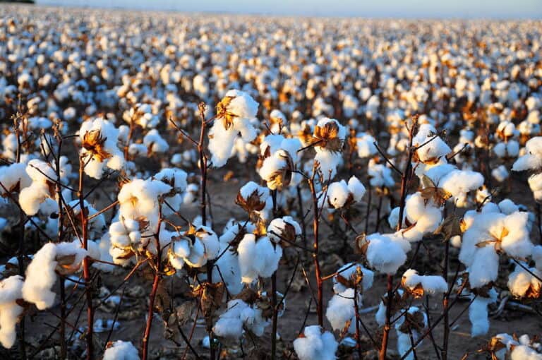 Can Cotton Successfully Grow in Black Soil? From Seeds to Harvest