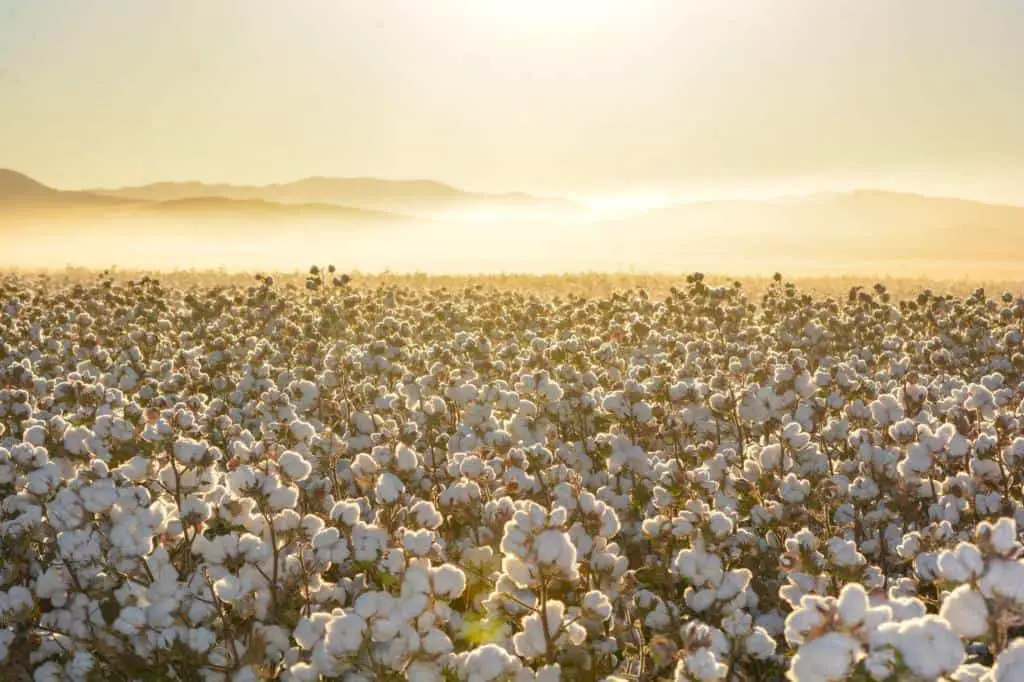 cotton plantation