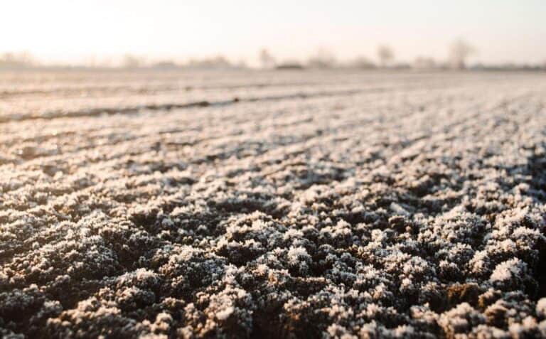 Does Freezing Soil Sterilize It? Frozen Soil Sterilization Test