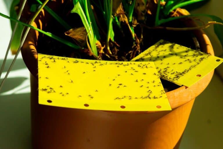 How to Microwave Soil To Kill Fungus Gnats (Soil Sterilization)