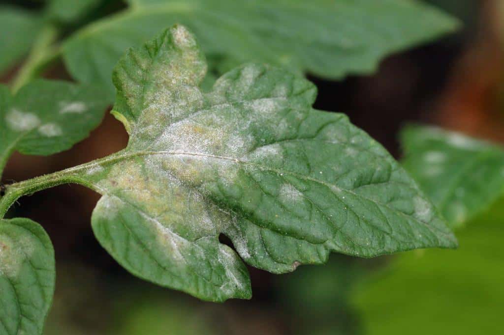 fungus infection leaf