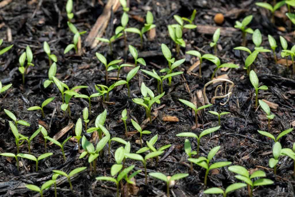 microgreens soil