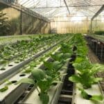 organic farming greenhouse