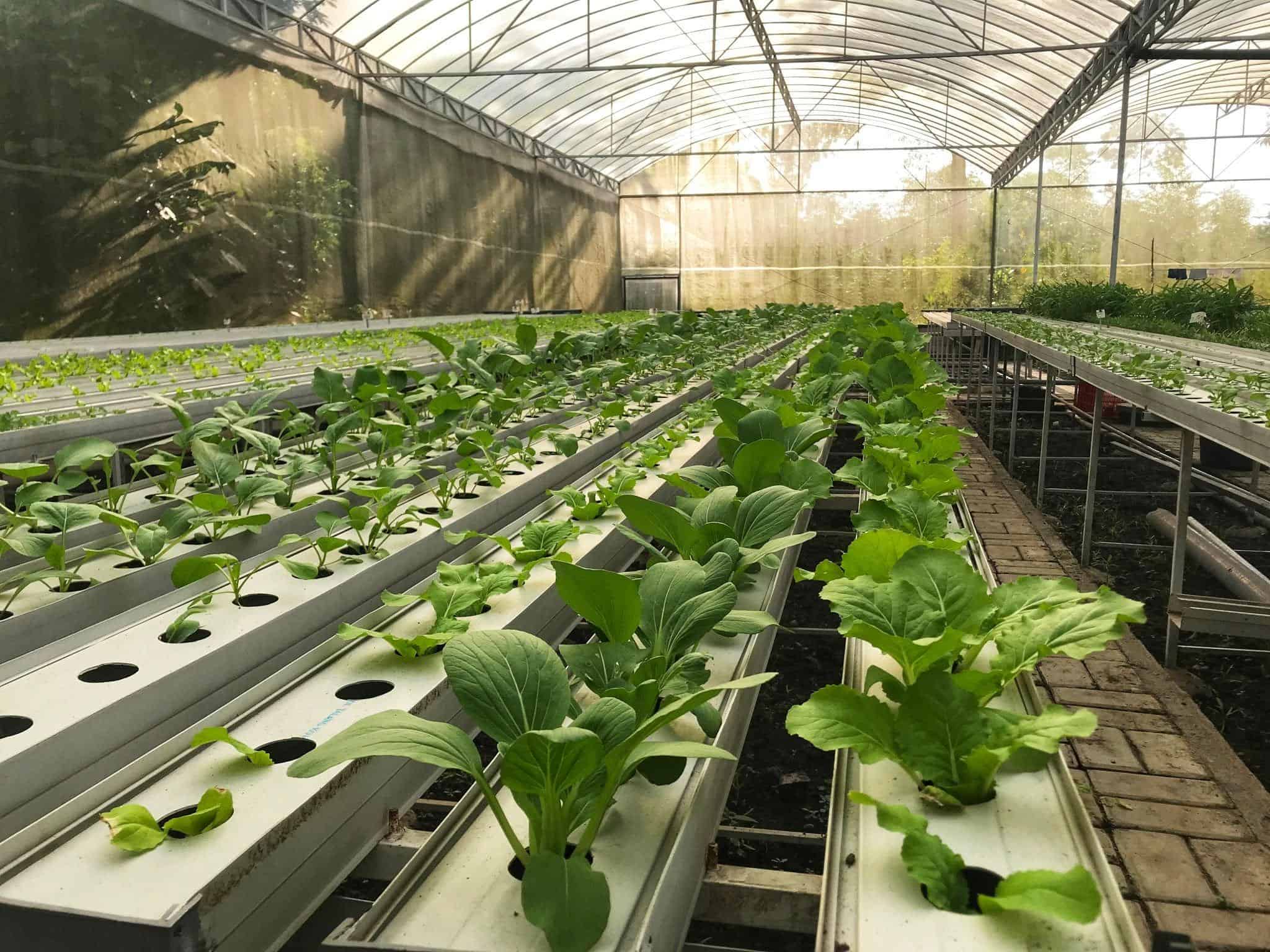 organic farming greenhouse