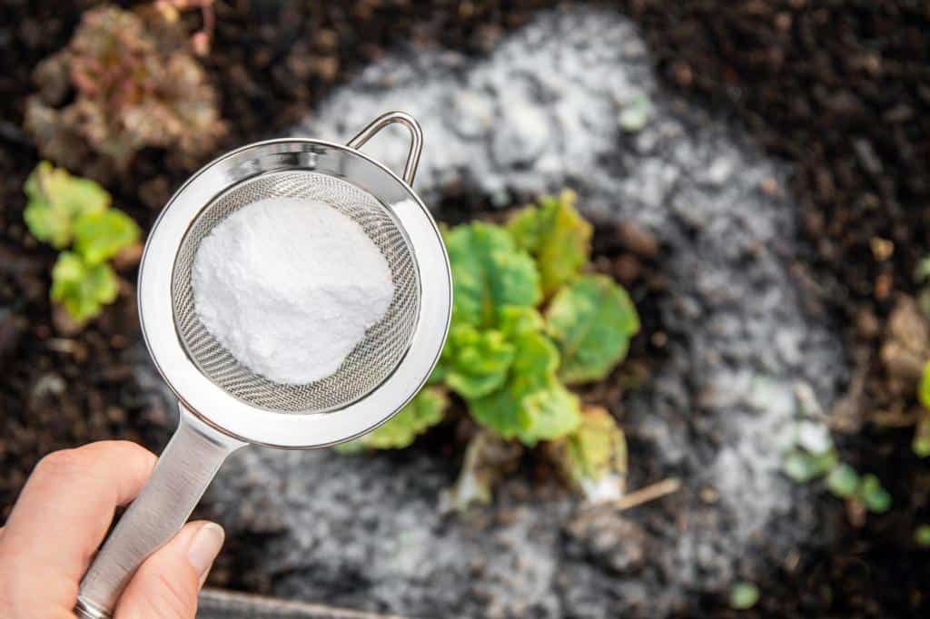 put baking soda plants