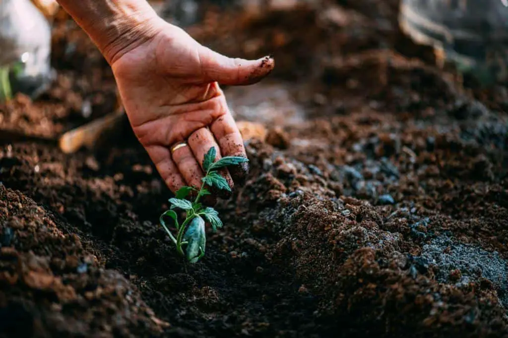 seedlings on soil