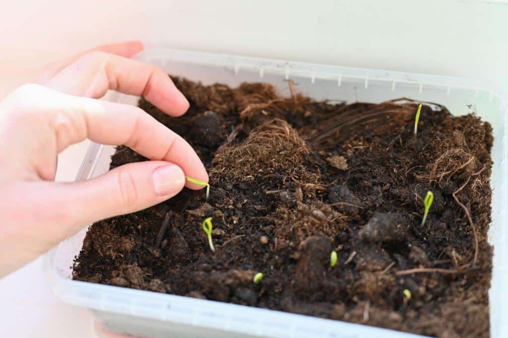 soil media seedling