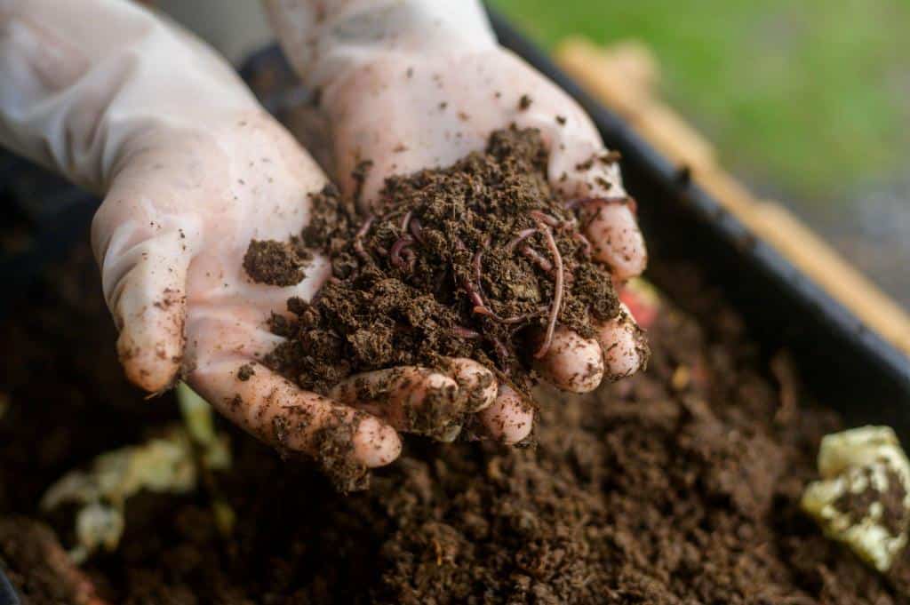 soil with worms