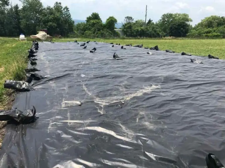How To Sterilize Soil in the Sun With Black Plastic (Soil Solarization