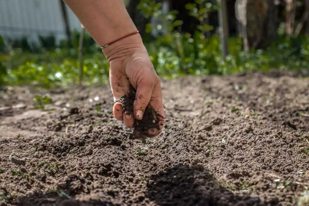 checking soil wet dry