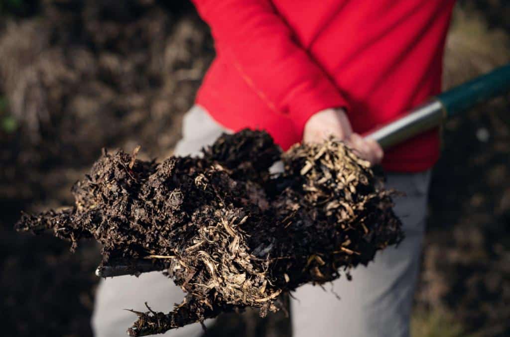 fresh raw manure farming