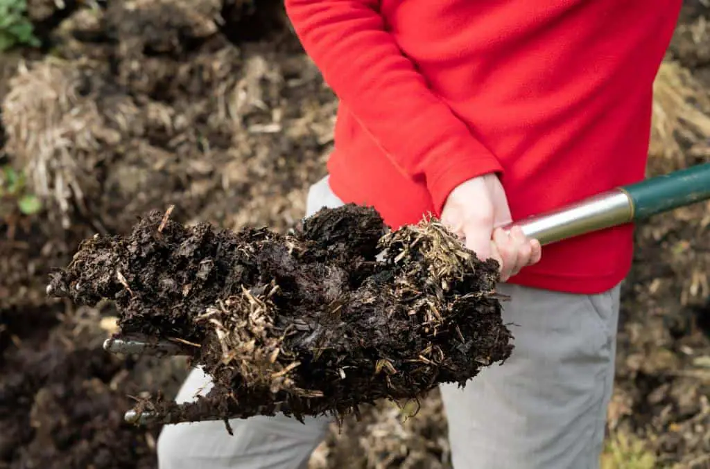 manure forkful of rotted cow dung