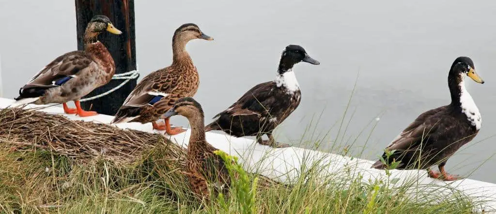 mature pekin ducks