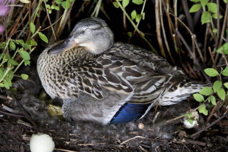 When Do Pekin Ducks Start Laying Eggs and How Often?