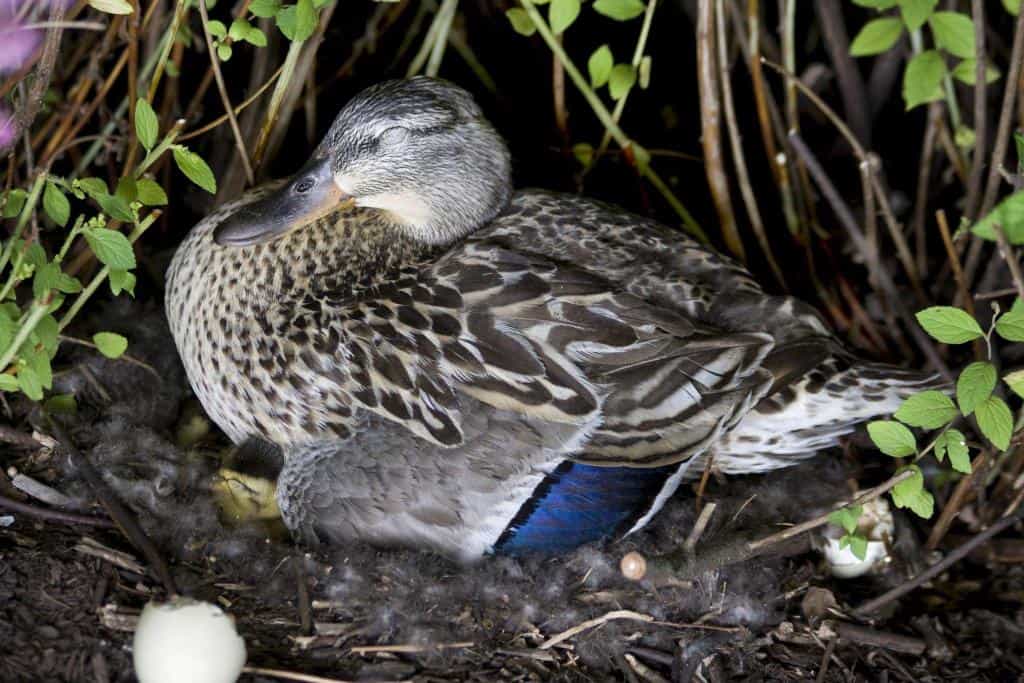 pekin duck laying eggs