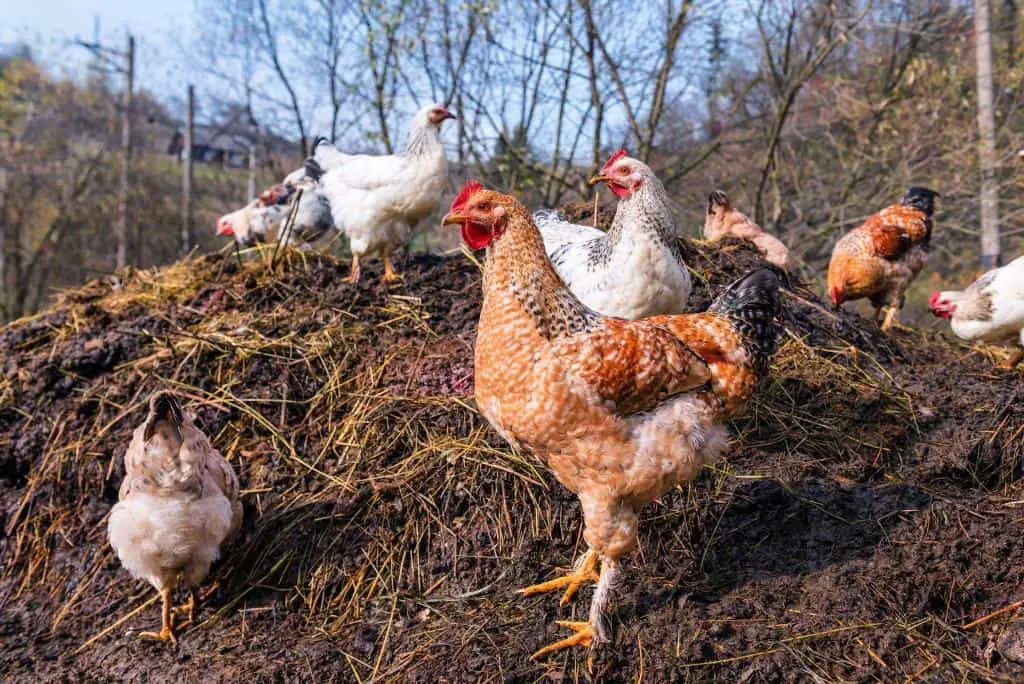 chickens fresh manure
