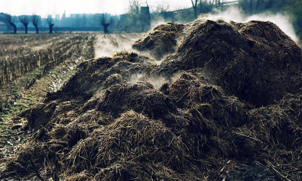 composting steaming cow dung
