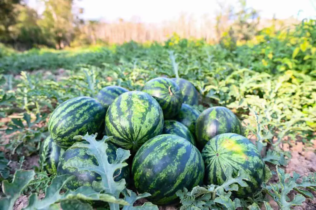 fresh watermelon fruit harvest