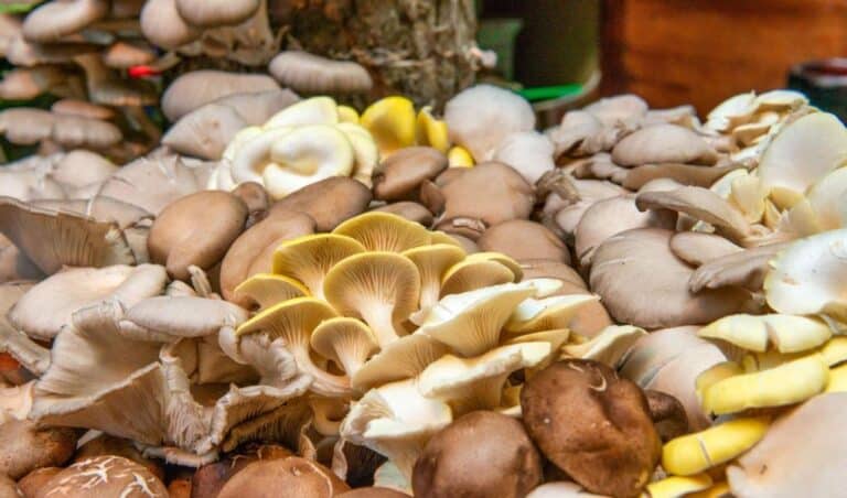 Growing Gourmet Mushrooms with Manure Compost: Step-by-step Guide
