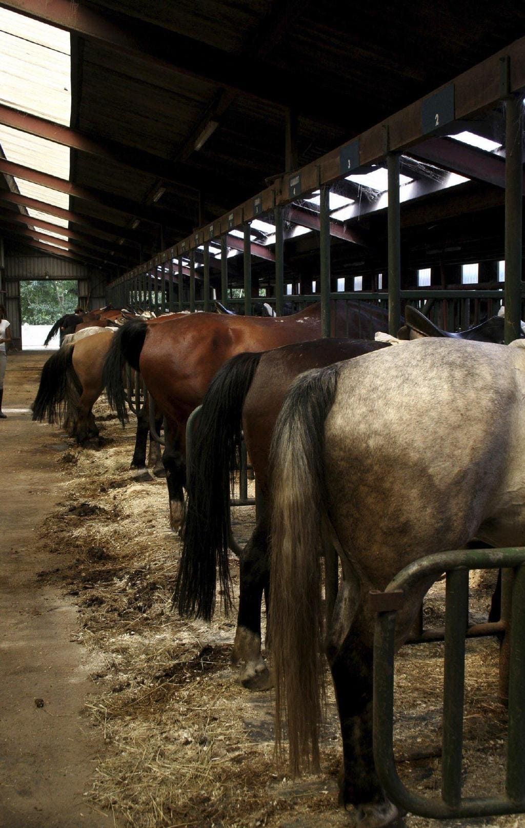 horse barn horse stables