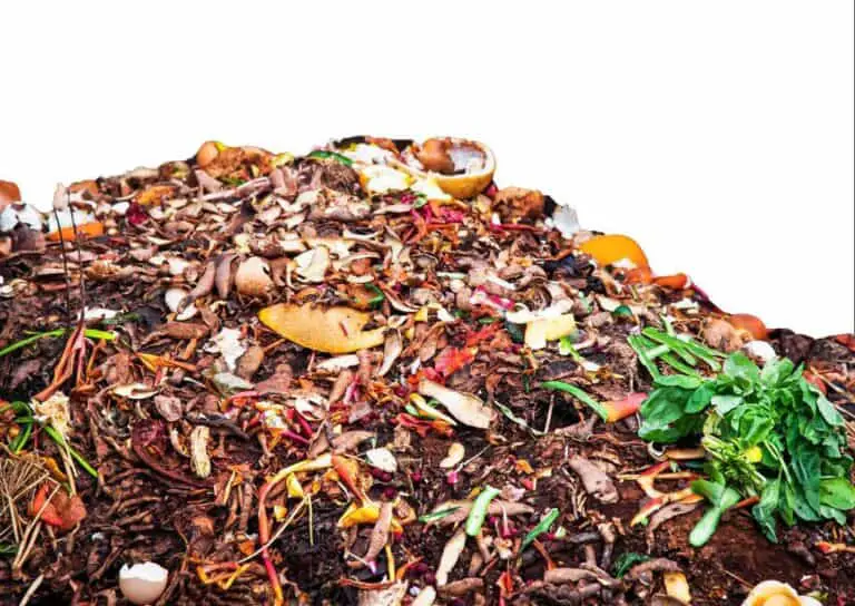How Long Should You Leave Compost to Sit and Cure Before Using It?