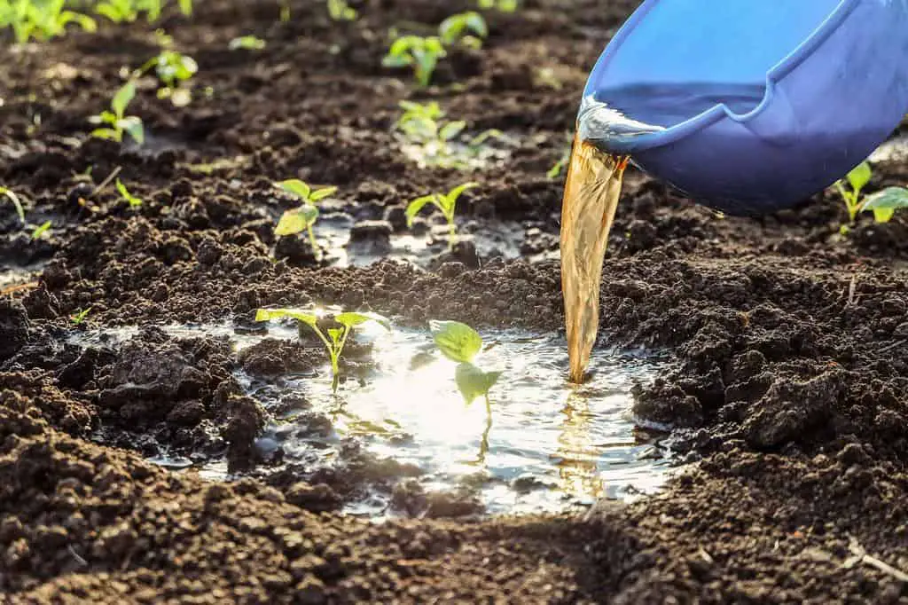 liquid fertilizer watering plants