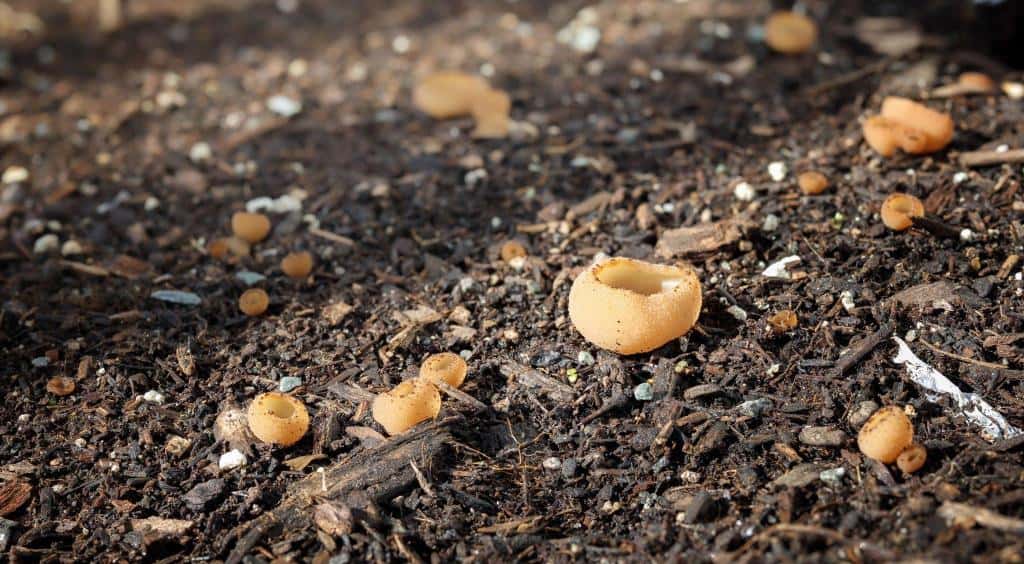 mushroom compost tarzetta cupularis