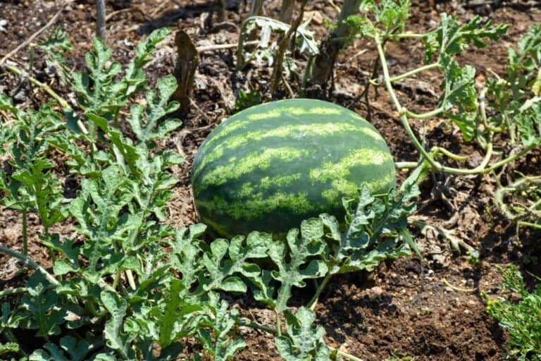 How Does Seedless Watermelon Reproduce and Propagate?
