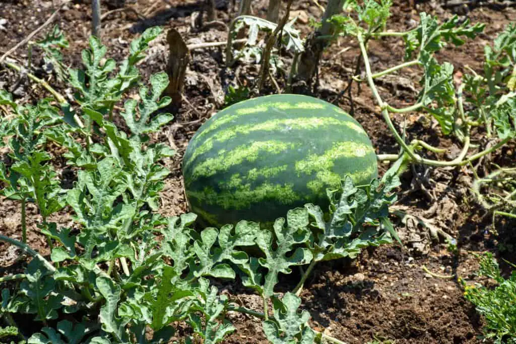 plant watermelon field fresh organic watermelon