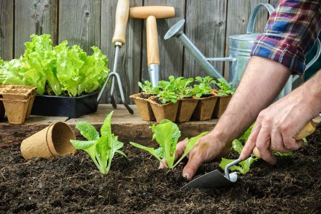 planting seedlings potting soil