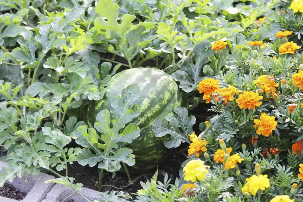 ripe watermelon in garden