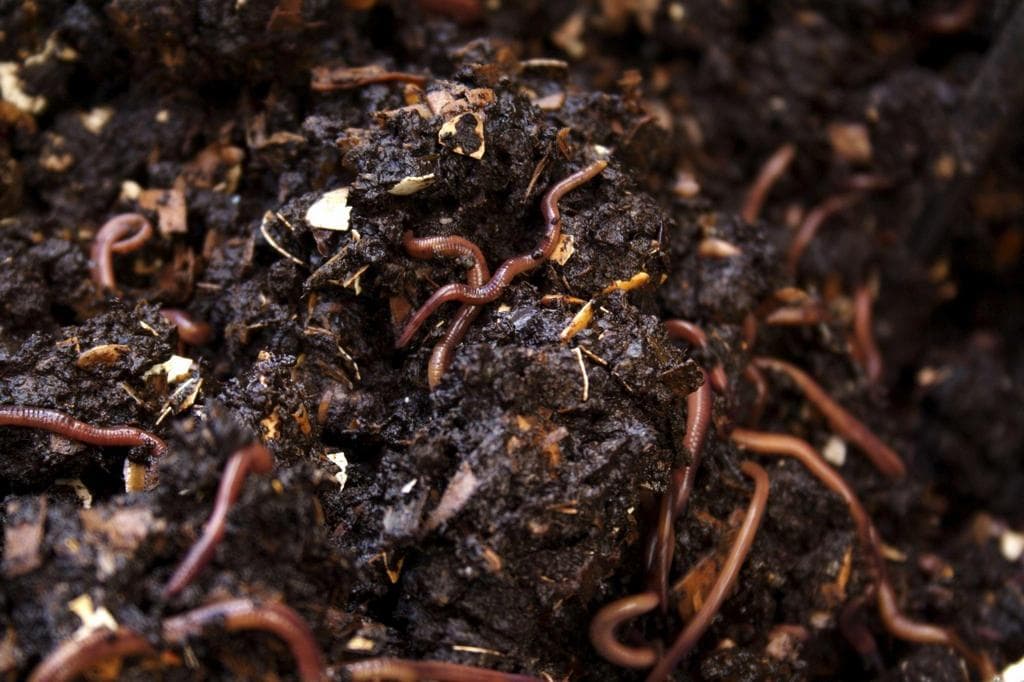 vermicomposter worm soil