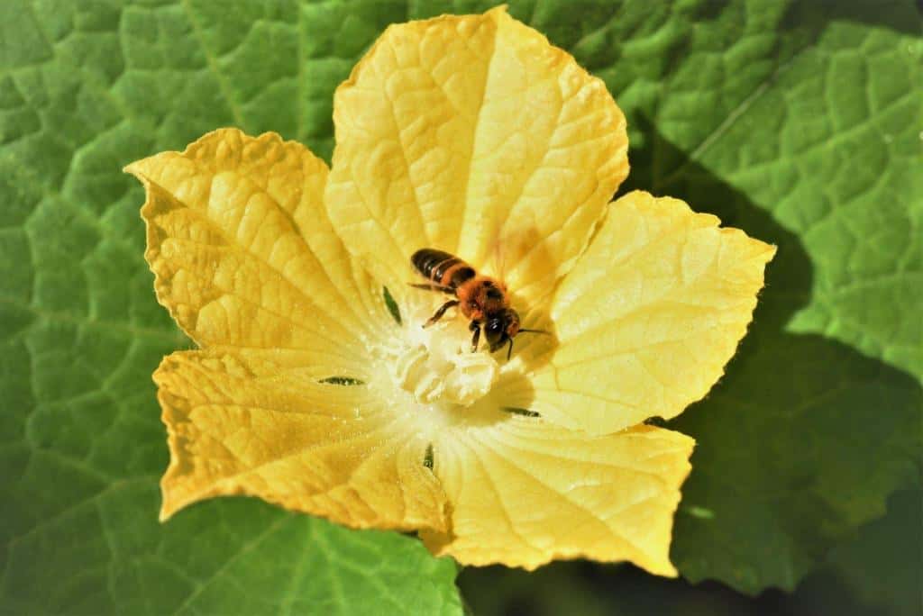 water melon bees pollination flower