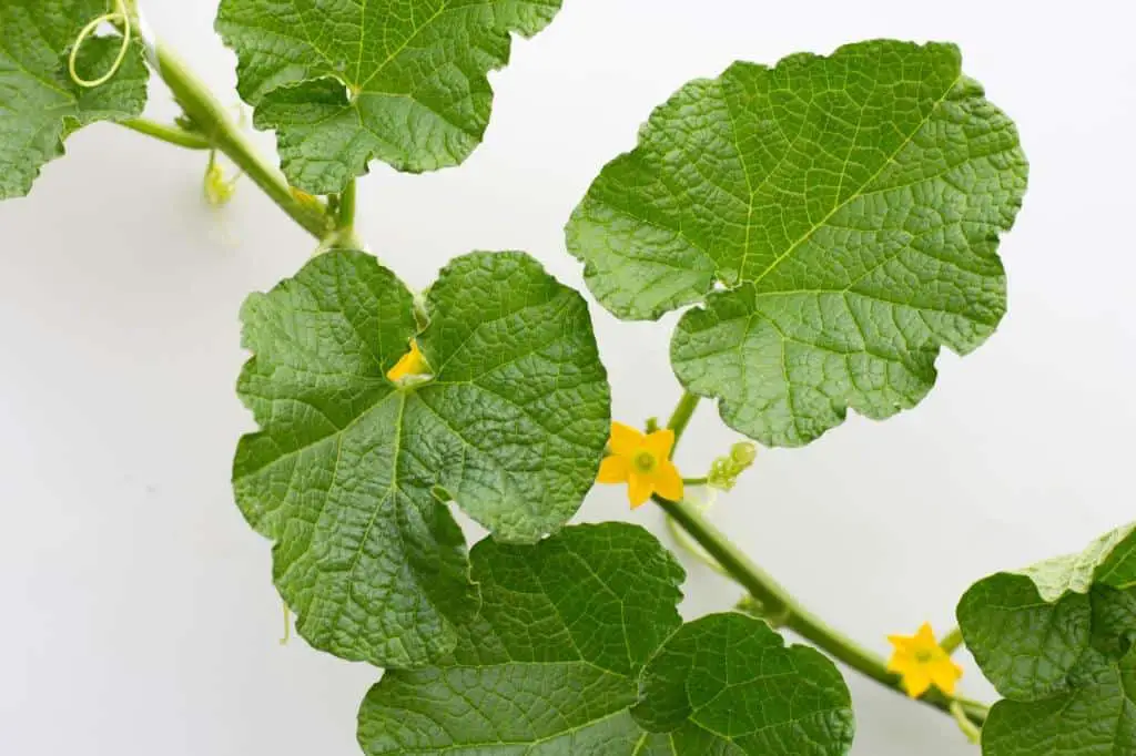 watermelon flowers leaves