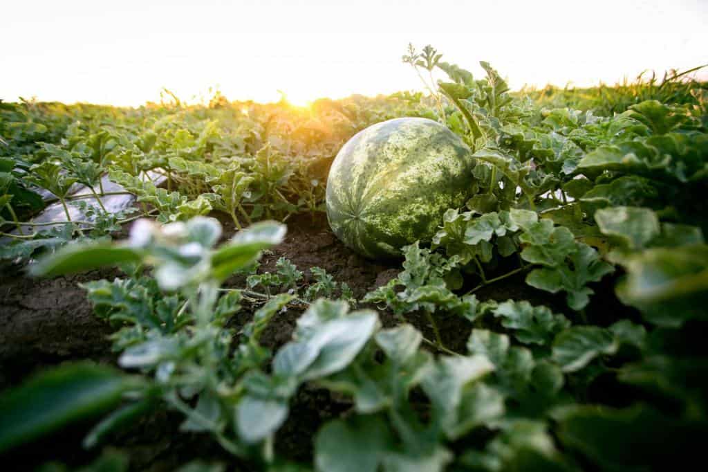 watermelon plant field