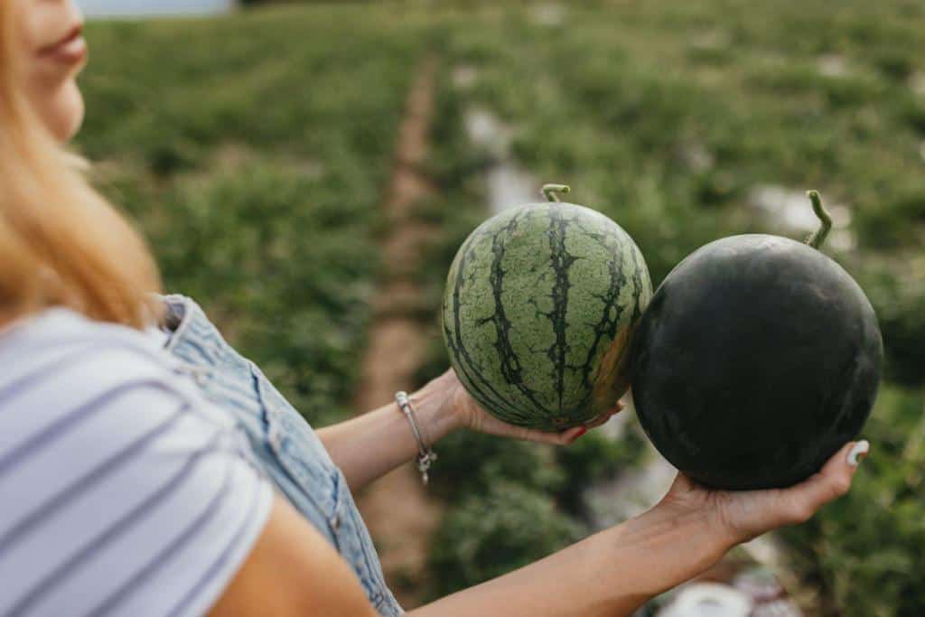 watermelon weebing yield a farmers
