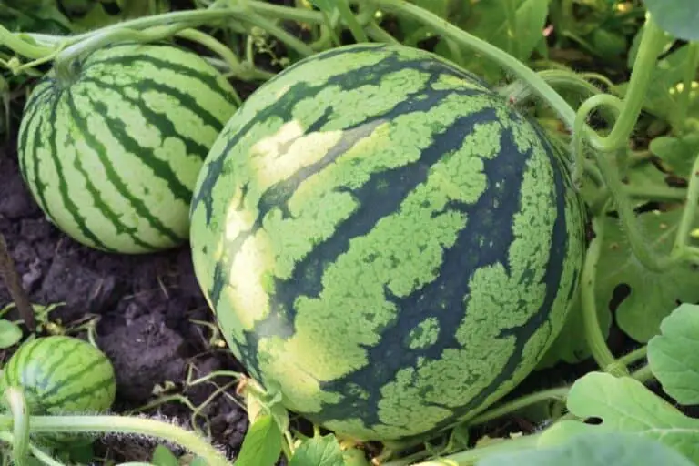 How Much Do Watermelons Weigh? – Average, Low, and High