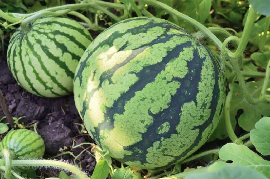 watermelons growing garden