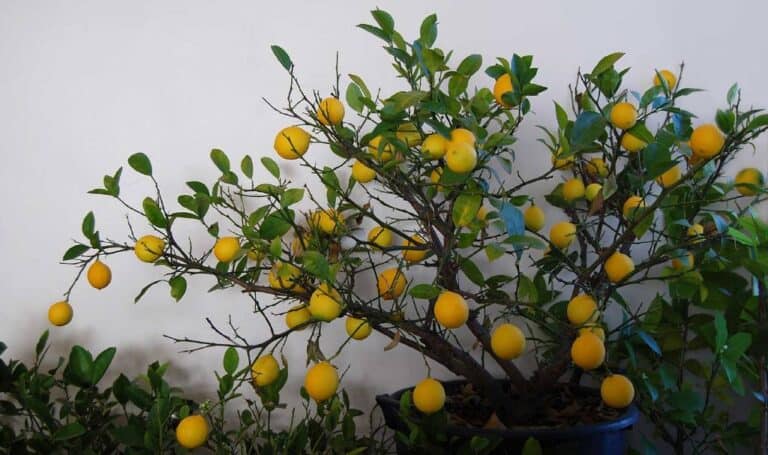 Are Meyer Lemons Self Pollinating? How to Hand-Pollinate Meyer Lemons Plant