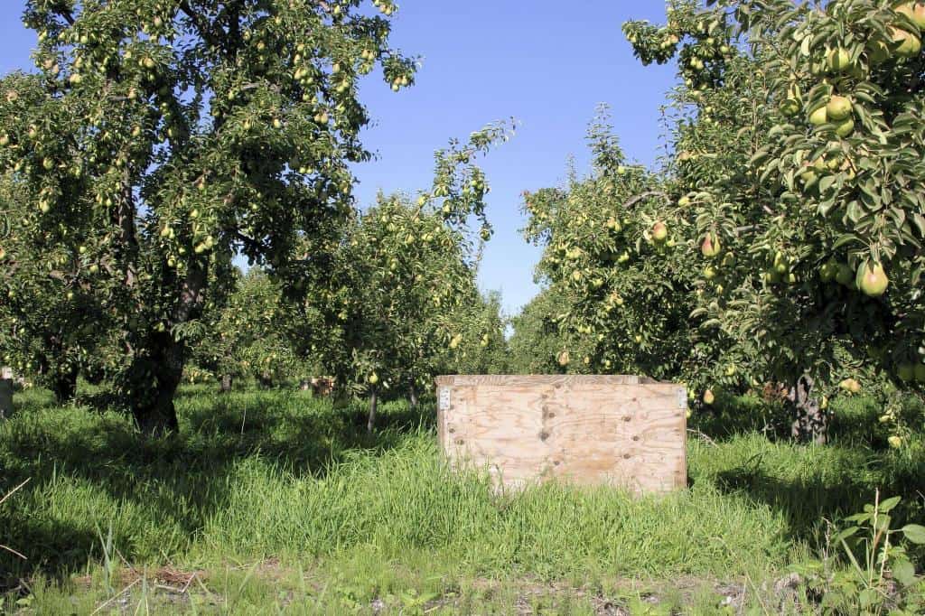 pear orchard tree plants
