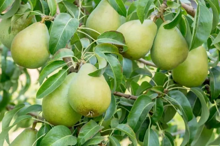 Are Bartlett Pears Self Pollinating? How to Hand-Pollinate Bartlett ...