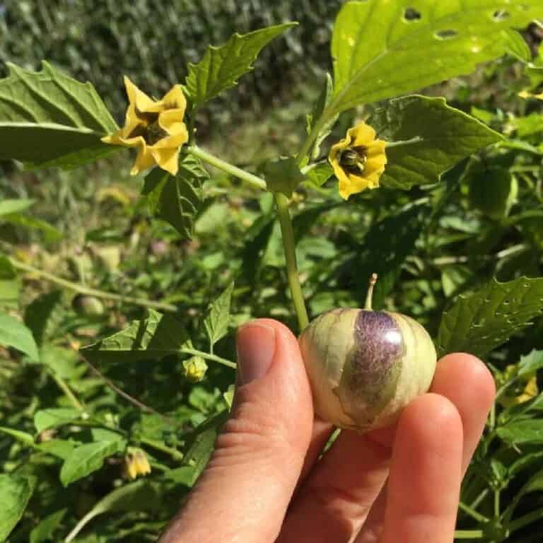 Are Tomatillos Self Pollinating? How to Hand-Pollinate Tomatillos Plant