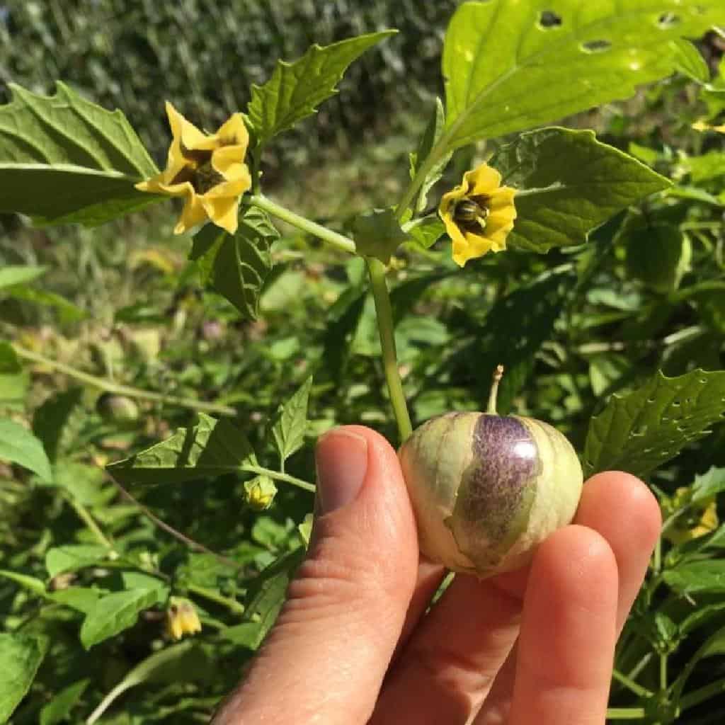 tomatillo fruit about harvest