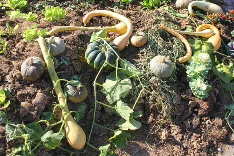 How Many Acorn Squash Per Plant: A Guide to Maximizing Your Harvest