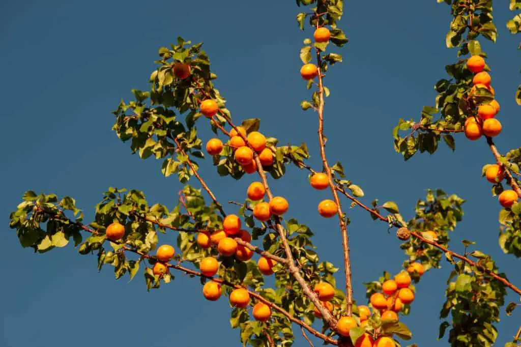 apricot orchard