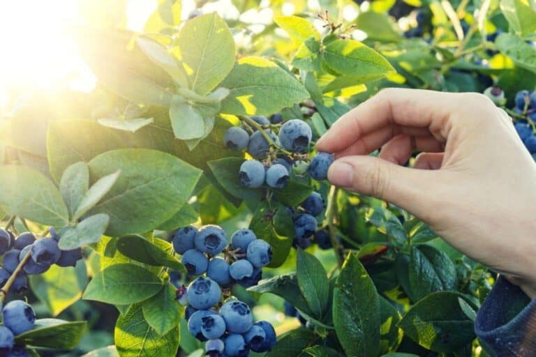 blueberry picking harvest