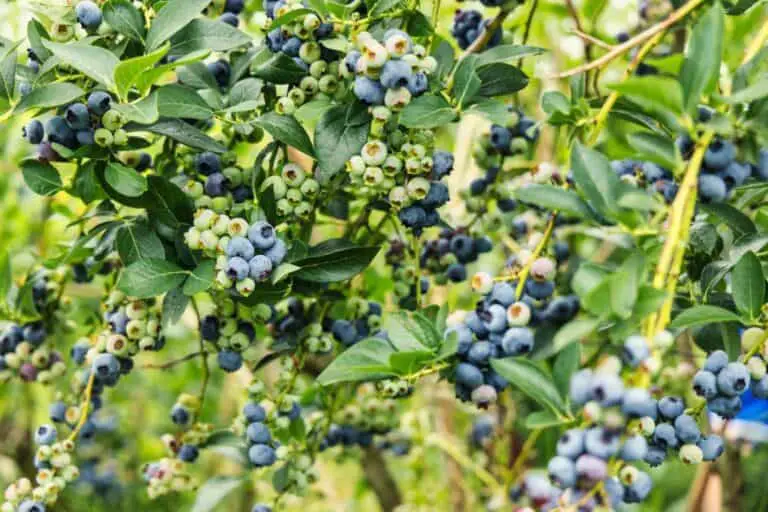 Are Blueberry Bushes Self Pollinating? How to Hand-Pollinate Blueberry Bush Plant